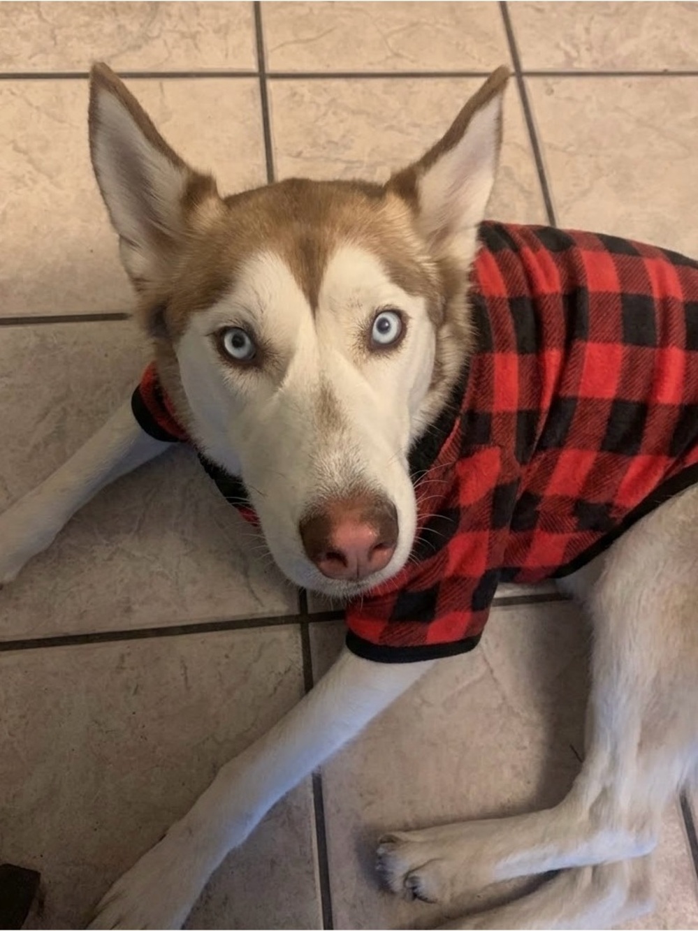 Red & Black Buffalo Plaid Fleece Dog Pajamas Jumpsuit Onesie - Size XL